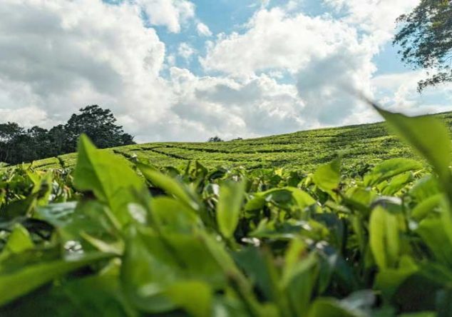 Kebun Teh